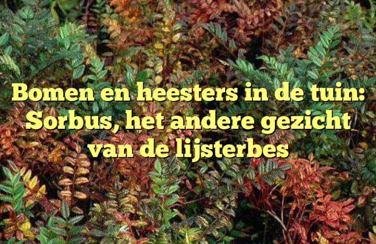 Bomen en heesters in de tuin: Sorbus, het andere gezicht van de lijsterbes