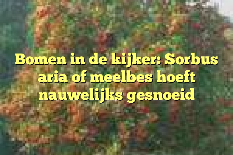 Bomen in de kijker: Sorbus aria of meelbes hoeft nauwelijks gesnoeid