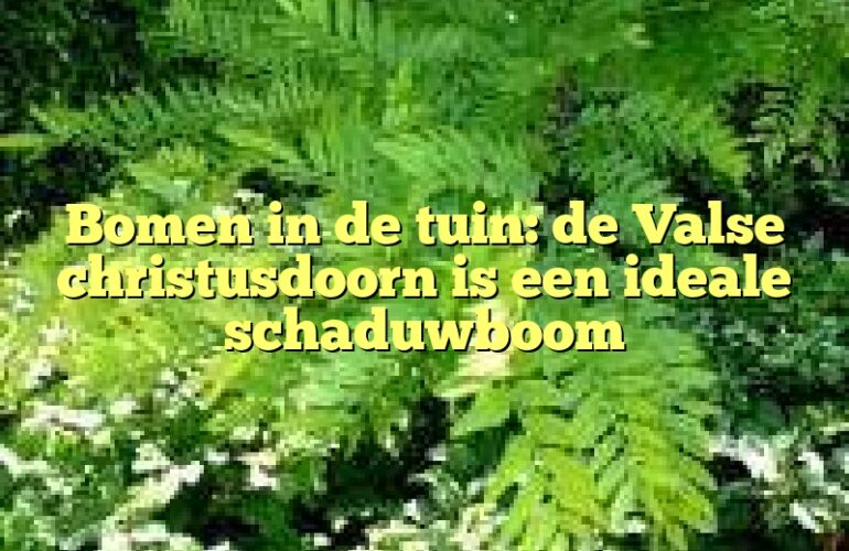 Bomen in de tuin: de Valse christusdoorn is een ideale schaduwboom