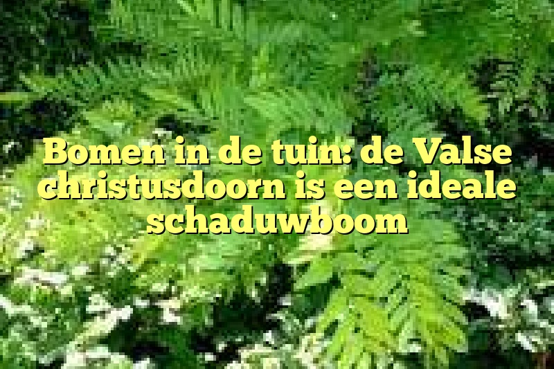 Bomen in de tuin: de Valse christusdoorn is een ideale schaduwboom