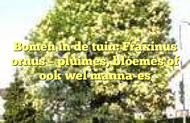 Bomen in de tuin: Fraxinus ornus – pluimes, bloemes of ook wel manna-es