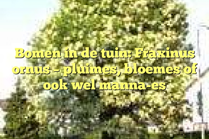 Bomen in de tuin: Fraxinus ornus – pluimes, bloemes of ook wel manna-es