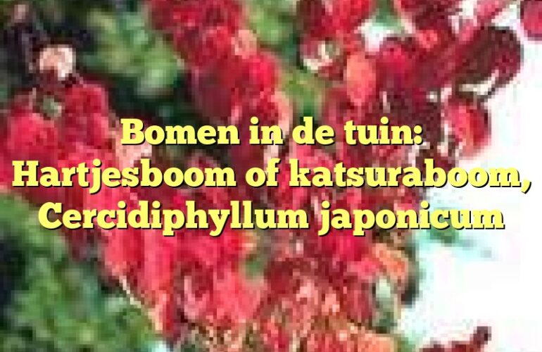 Bomen in de tuin: Hartjesboom of katsuraboom, Cercidiphyllum japonicum