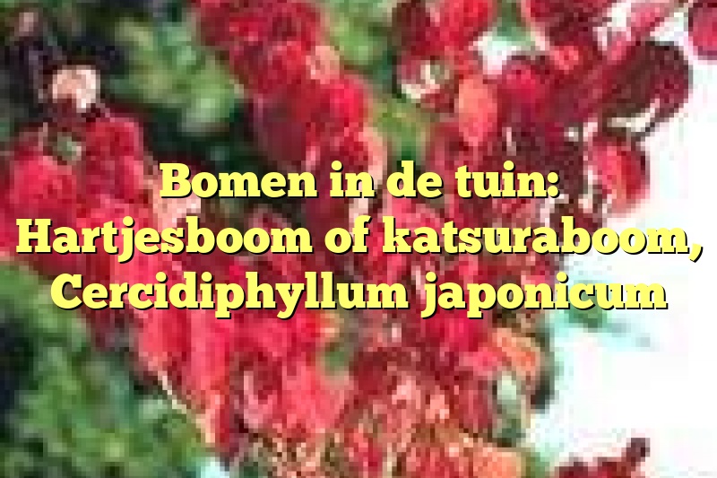 Bomen in de tuin: Hartjesboom of katsuraboom, Cercidiphyllum japonicum