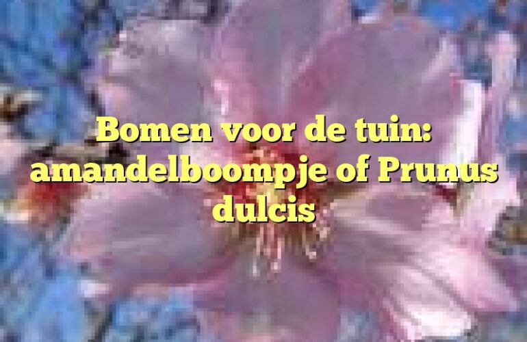 Bomen voor de tuin: amandelboompje of Prunus dulcis