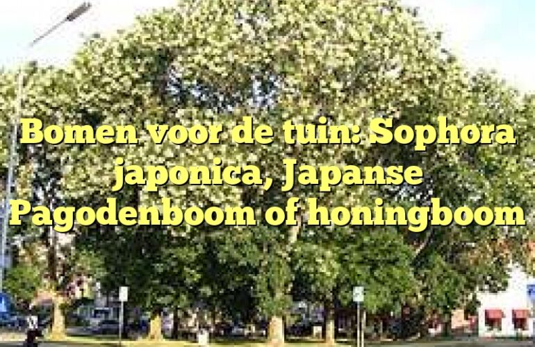 Bomen voor de tuin: Sophora japonica, Japanse Pagodenboom of honingboom