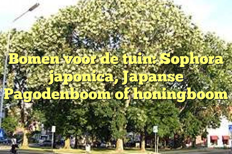 Bomen voor de tuin: Sophora japonica, Japanse Pagodenboom of honingboom