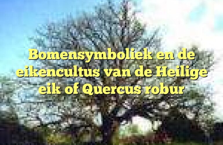 Bomensymboliek en de eikencultus van de Heilige eik of Quercus robur