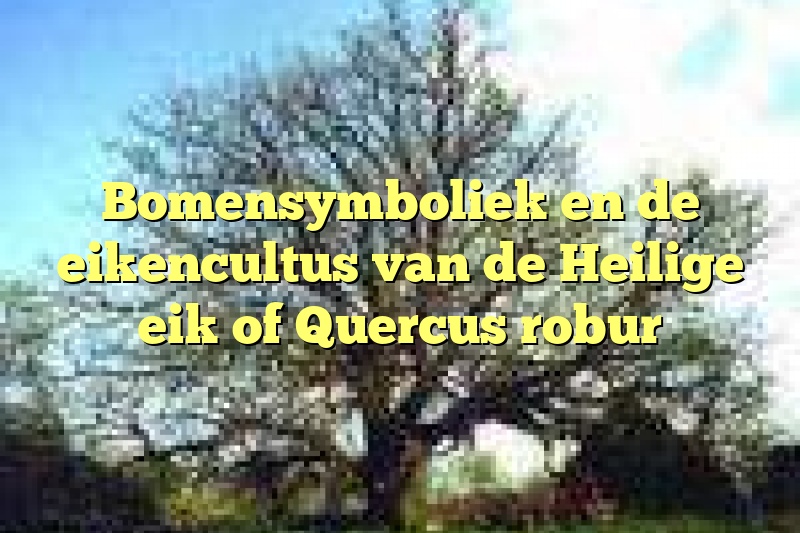 Bomensymboliek en de eikencultus van de Heilige eik of Quercus robur