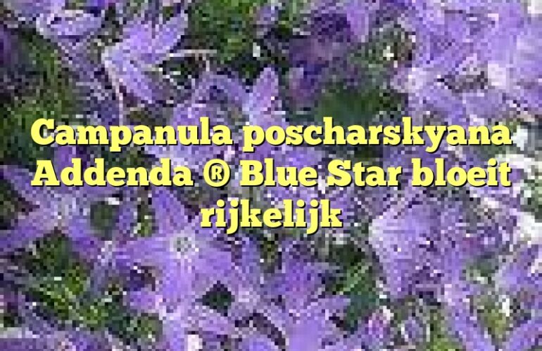 Campanula poscharskyana Addenda ® Blue Star bloeit rijkelijk