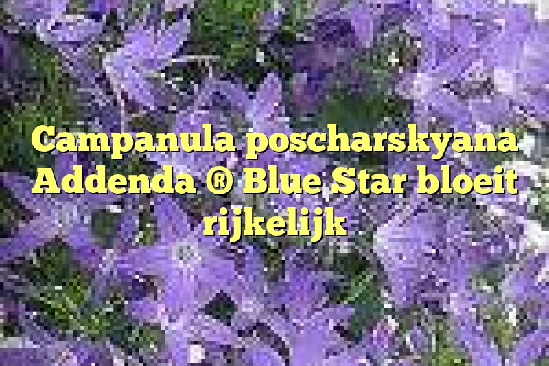 Campanula poscharskyana Addenda ® Blue Star bloeit rijkelijk