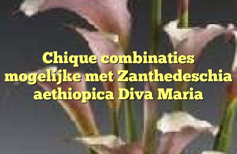 Chique combinaties mogelijke met Zanthedeschia aethiopica Diva Maria