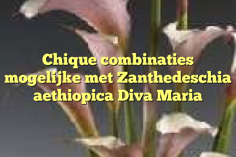 Chique combinaties mogelijke met Zanthedeschia aethiopica Diva Maria