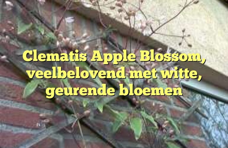 Clematis Apple Blossom, veelbelovend met witte, geurende bloemen