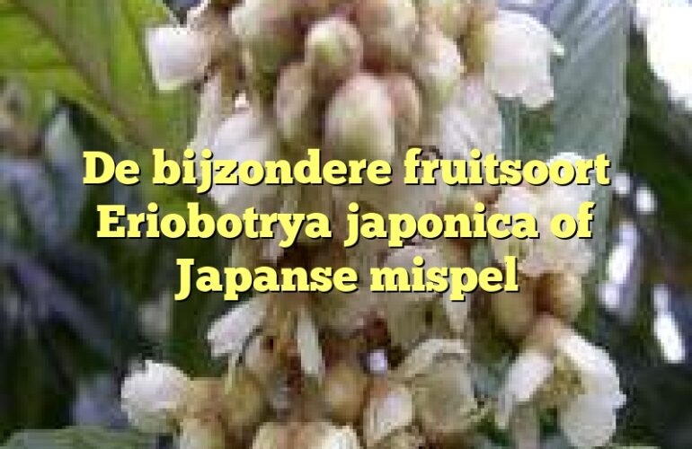 De bijzondere fruitsoort Eriobotrya japonica of Japanse mispel