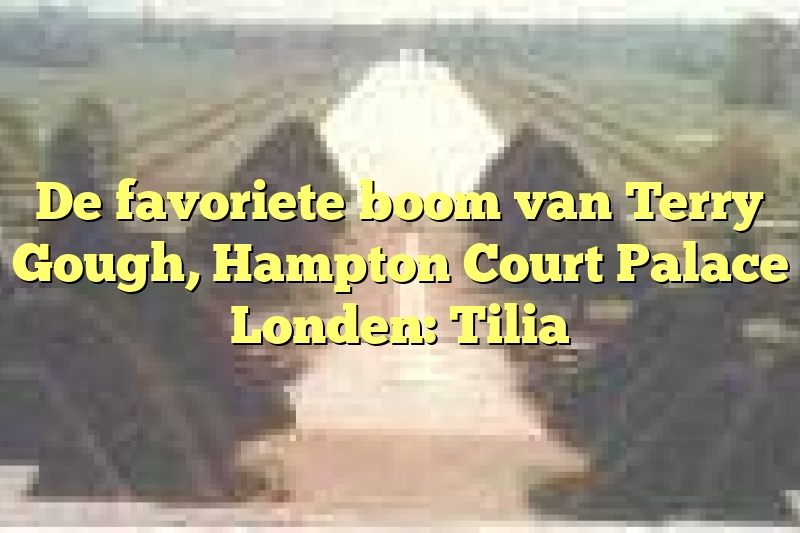 De favoriete boom van Terry Gough, Hampton Court Palace Londen: Tilia