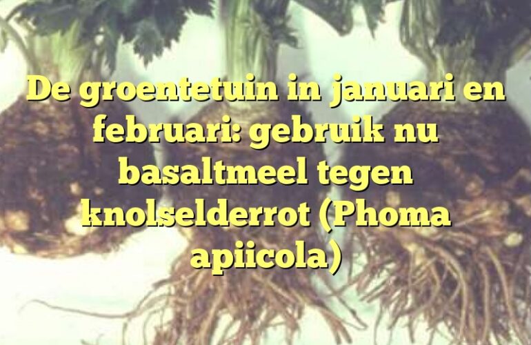 De groentetuin in januari en februari: gebruik nu basaltmeel tegen knolselderrot (Phoma apiicola)