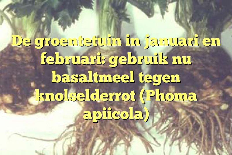 De groentetuin in januari en februari: gebruik nu basaltmeel tegen knolselderrot (Phoma apiicola)