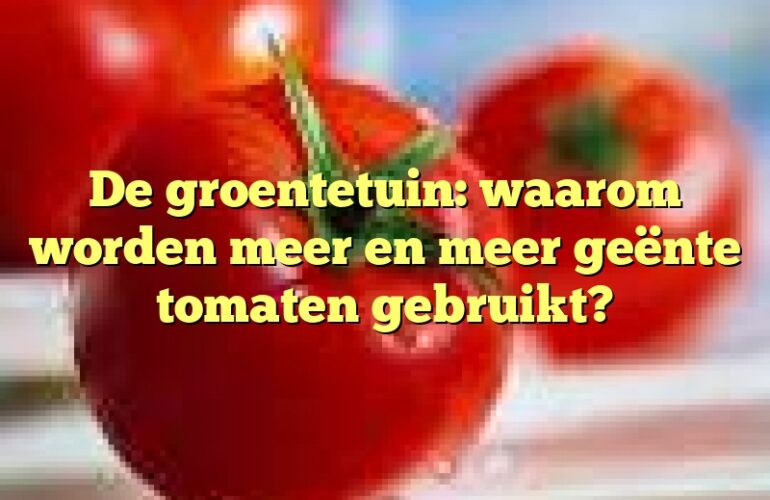 De groentetuin: waarom worden meer en meer geënte tomaten gebruikt?