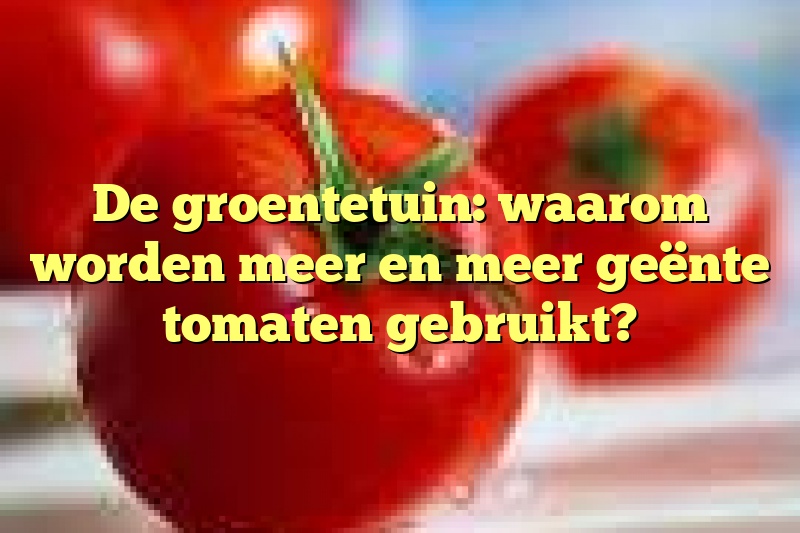 De groentetuin: waarom worden meer en meer geënte tomaten gebruikt?