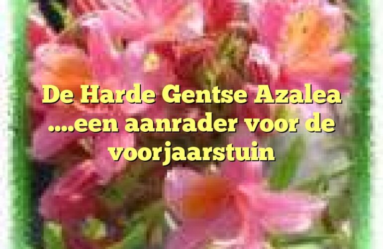 De Harde Gentse Azalea ….een aanrader voor de voorjaarstuin