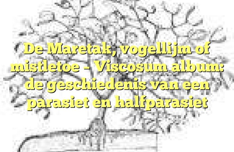 De Maretak, vogellijm of mistletoe – Viscosum album: de geschiedenis van een parasiet en halfparasiet