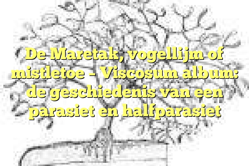 De Maretak, vogellijm of mistletoe – Viscosum album: de geschiedenis van een parasiet en halfparasiet