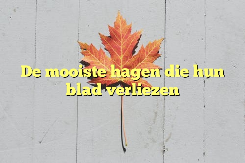 De mooiste hagen die hun blad verliezen