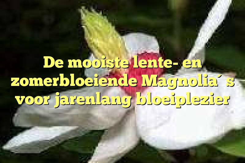 De mooiste lente- en zomerbloeiende Magnolia´s voor jarenlang bloeiplezier