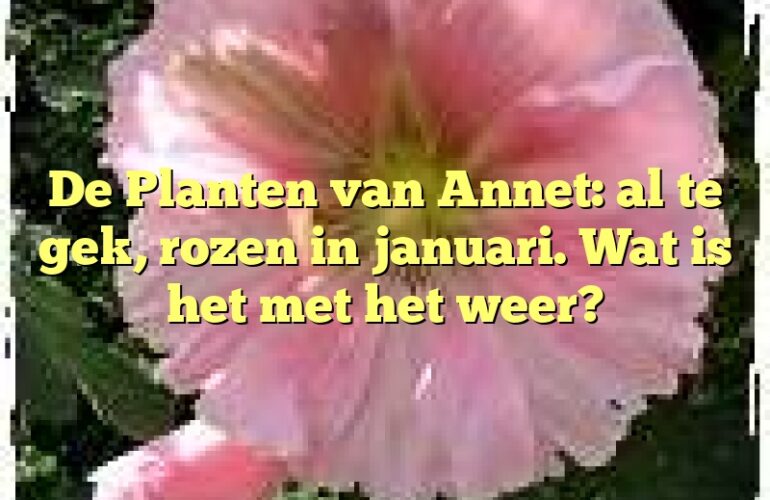 De Planten van Annet: al te gek, rozen in januari. Wat is het met het weer?