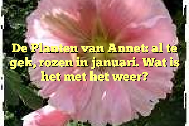 De Planten van Annet: al te gek, rozen in januari. Wat is het met het weer?