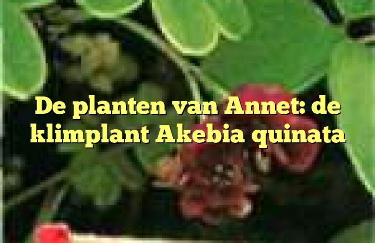 De planten van Annet: de klimplant Akebia quinata