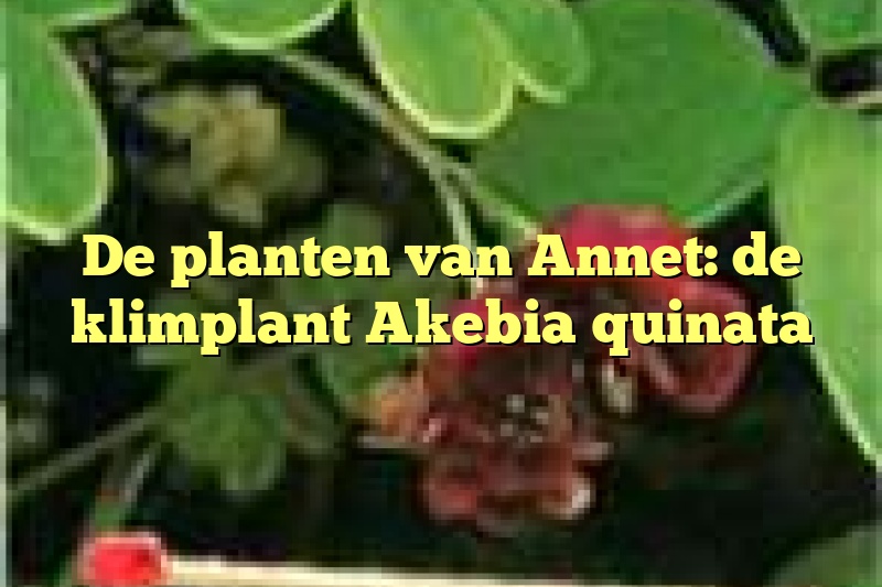 De planten van Annet: de klimplant Akebia quinata