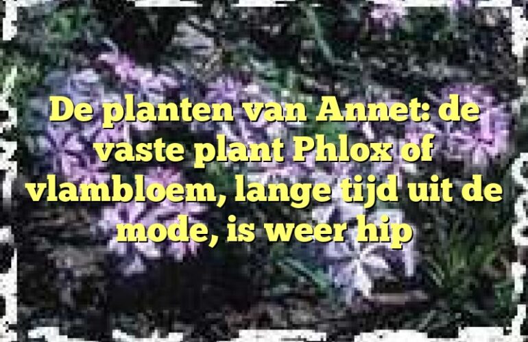 De planten van Annet: de vaste plant Phlox of vlambloem, lange tijd uit de mode, is weer hip