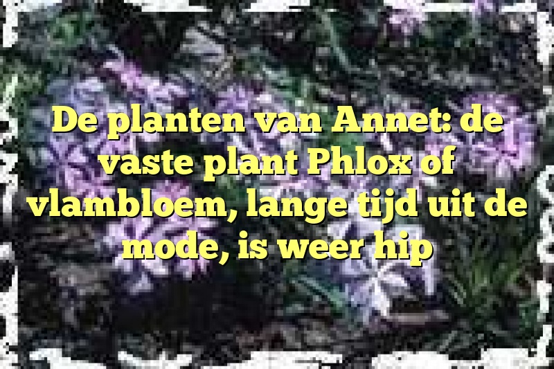 De planten van Annet: de vaste plant Phlox of vlambloem, lange tijd uit de mode, is weer hip