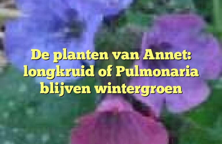 De planten van Annet: longkruid of Pulmonaria blijven wintergroen