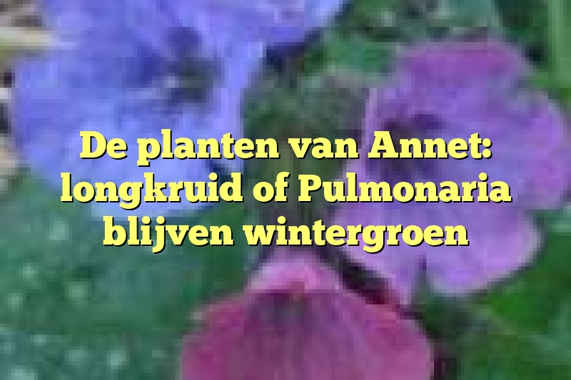 De planten van Annet: longkruid of Pulmonaria blijven wintergroen