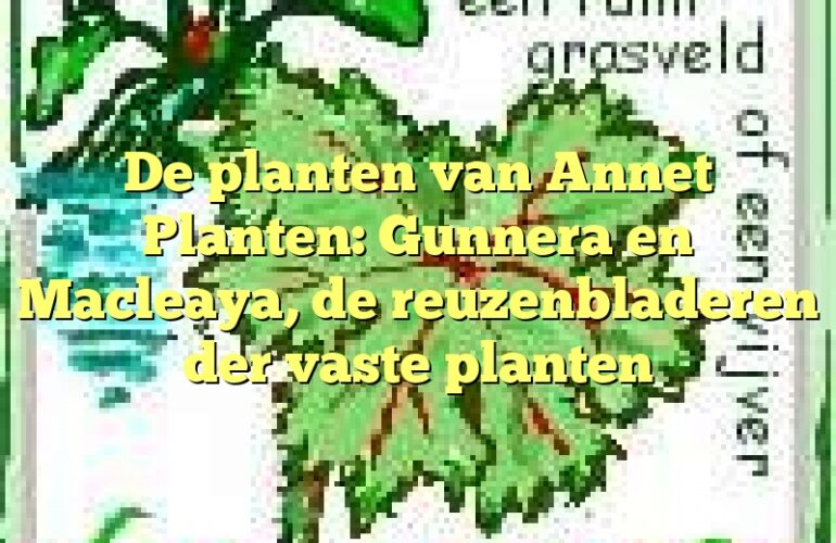 De planten van Annet Planten: Gunnera en Macleaya, de reuzenbladeren der vaste planten