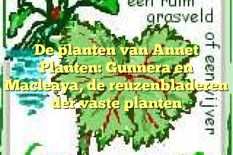 De planten van Annet Planten: Gunnera en Macleaya, de reuzenbladeren der vaste planten