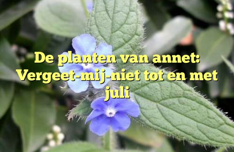 De planten van annet: Vergeet-mij-niet tot en met juli