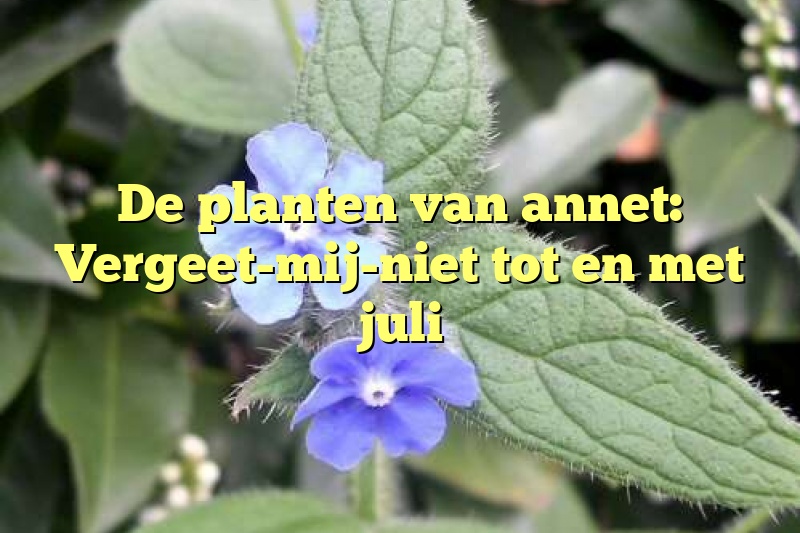 De planten van annet: Vergeet-mij-niet tot en met juli