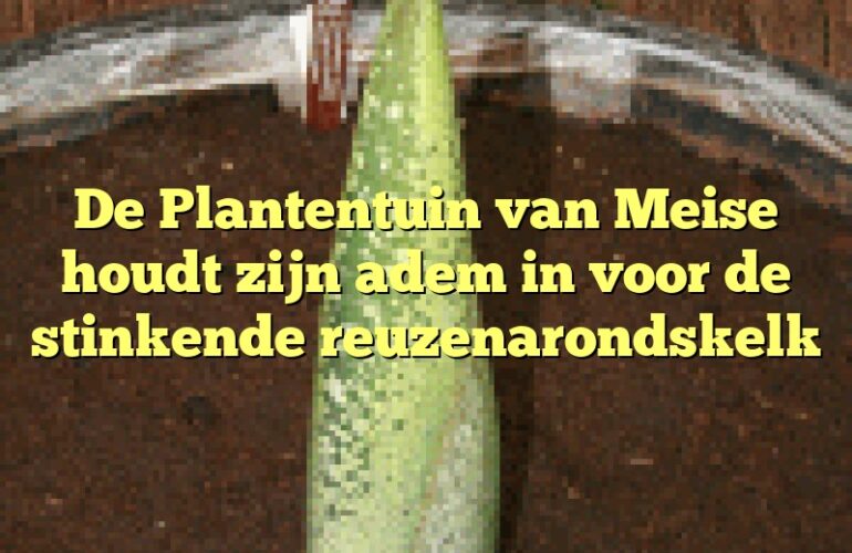 De Plantentuin van Meise houdt zijn adem in voor de stinkende reuzenarondskelk