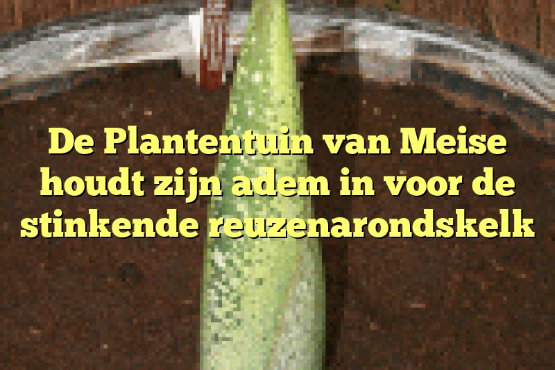 De Plantentuin van Meise houdt zijn adem in voor de stinkende reuzenarondskelk