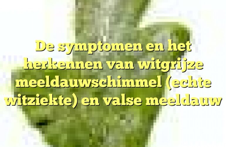 De symptomen en het herkennen van witgrijze meeldauwschimmel (echte witziekte) en valse meeldauw