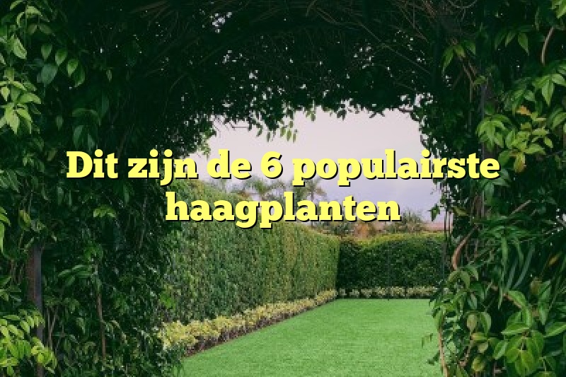 Dit zijn de 6 populairste haagplanten