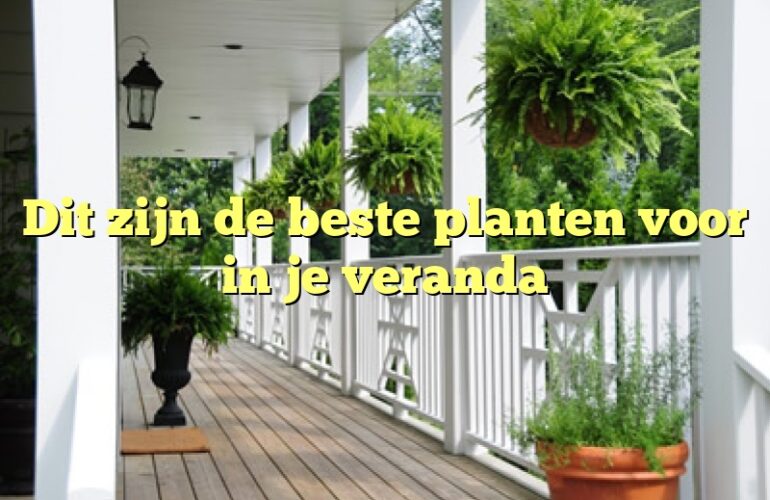 Dit zijn de beste planten voor in je veranda