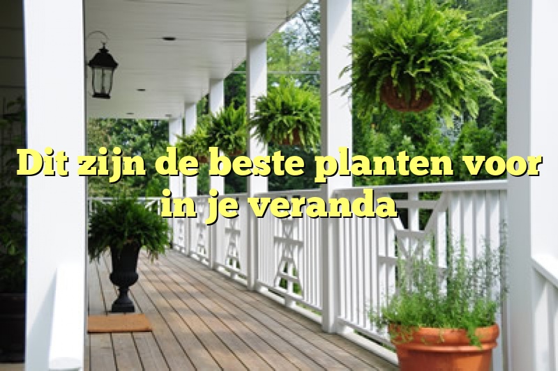 Dit zijn de beste planten voor in je veranda