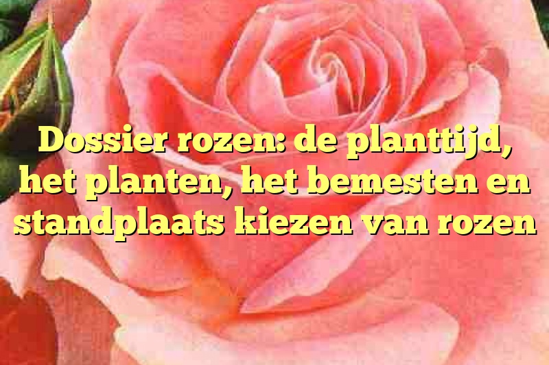 Dossier rozen: de planttijd, het planten, het bemesten en standplaats kiezen van rozen