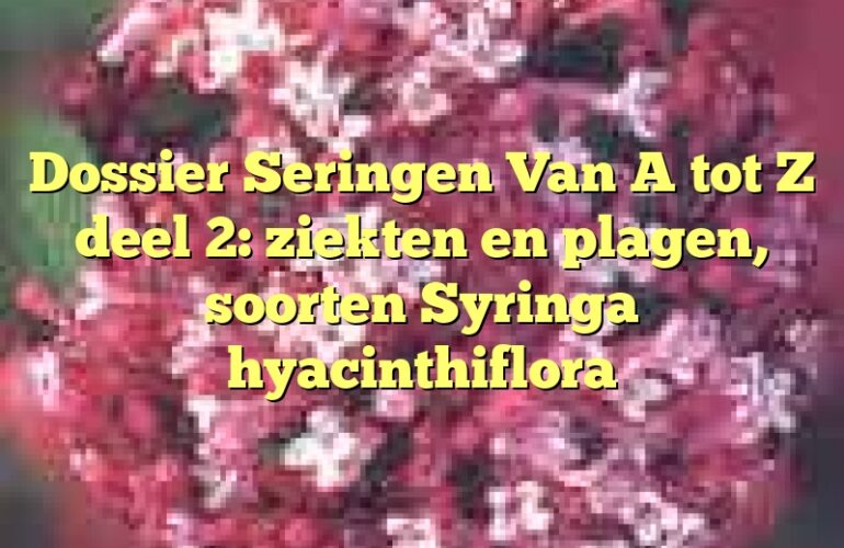 Dossier Seringen Van A tot Z deel 2: ziekten en plagen, soorten Syringa hyacinthiflora