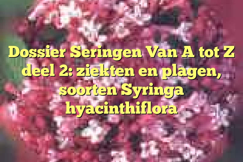 Dossier Seringen Van A tot Z deel 2: ziekten en plagen, soorten Syringa hyacinthiflora